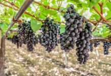 Miguel Coelho comemora tarifa zero para exportação de uvas do Vale do São Francisco a partir de 1º de maio