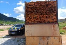 PRF apreende 210 m³ de madeira ilegal durante operação no Sertão de Pernambuco