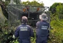 Operação contra tráfico de animais silvestres cumpre mandados na Bahia, Pernambuco e outros três estados