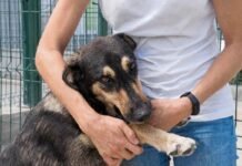 Petrolina (PE): Ministério Publico determina prazo de até 180 dias para Prefeitura apresentar plano de controle populacional de cães e gatos abandonados