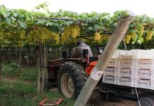 Abrafrutas celebra aprovação do PL dos safristas e destaca avanço para a fruticultura brasileira