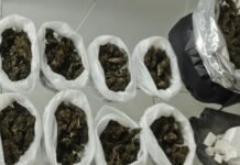 Policiais da 45ª CIPM prendem mulher por tráfico de drogas em Curaçá (BA)