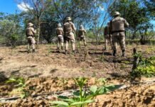 Polícia Militar erradica cerca de 172 mil pés de maconha na zona rural de Abaré (BA)