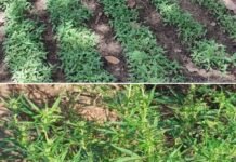 PM erradica plantação com 5 mil pés de maconha e prende suspeito em Curaçá (BA)