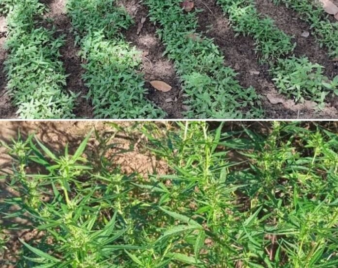 WhatsApp Image 2026-03-26 at 07.52.34