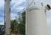 Ataque de abelhas deixa cinco feridos e dois cachorros mortos em Sento Sé (BA)