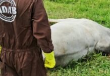 Adab confirma caso de raiva bovina em distrito de Senhor do Bonfim (BA)