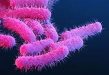 “Superbactéria” altamente contagiosa transmitida por sexo tem alta de casos no Reino Unido