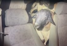 Vídeo: PRF flagra 18 carneiros amontoados dentro de carro em Caruaru (PE); sete morreram