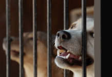 Suspeito de maltratar cachorro e divulgar em rede social é preso em Uauá (BA)