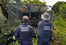 Polícia Federal desarticula associação de tráfico de animais ameaçados de extinção; Chefe da organização mora em Juazeiro (BA)