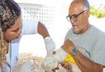 Prefeitura leva vacina antirrábica para animais durante o Bora Petrolina