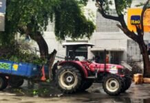 Árvore cai e interdita trânsito no setor bancário de Juazeiro (BA)