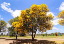 Petrolina (PE): 73% do município possui áreas arborizadas, diz IBGE