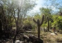 Operação contra desmatamento embarga mais de 2,6 mil hectares em Pernambuco