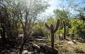 caatinga