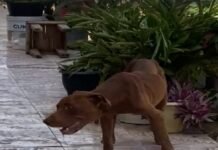 Deu no Programa Edenevaldo Alves: Cachorro pitbull abandonado e com feridas anda solto na Vila Vitória em Petrolina