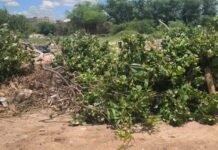 Descarte irregular de lixo resulta em multa e apreensão de veículo em Petrolina (PE)