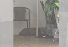 “Tem um bicho aqui”: Idoso encontra onça-parda em sua garagem em Bauru (SP)