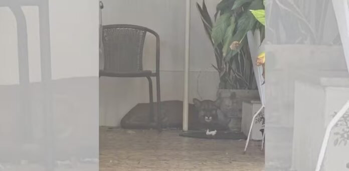 foto corpo de bombeiros