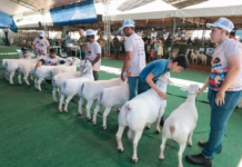 Petrolina (PE): ExpoRajada terá estrutura ampliada e Leilão de Animais pela primeira vez