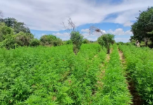 Plantação com 45 mil pés de maconha é destruída em Abaré (BA)