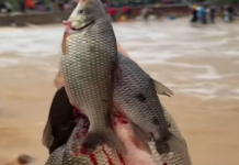 Moradores de Sobradinho (BA) e a fartura de grandes peixes após as chuvas