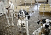 Lula assina decreto que amplia multas para casos de maus-tratos a animais