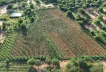 Operação entre PM e Polícia Federal erradica 42 mil pés de maconha em Campo Formoso (BA)