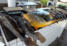 Semana Santa tem preços diferenciados na Praça do Peixe em Petrolina (PE); confira