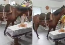 Égua relincha ao ver dono em caixão e emociona família durante velório em Santa Catarina
