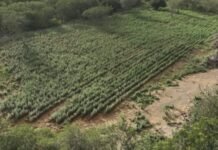 Polícia destrói mais de 125 mil pés de maconha no norte baiano