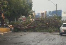 Árvores caem e bairros ficam alagados após fortes chuvas em Juazeiro (BA)