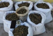 Dupla é presa e 21kg de maconha são apreendidos em Curaçá (BA)