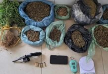 PM prende suspeito e destrói 1.200 pés de maconha na zona rural de Juazeiro (BA)