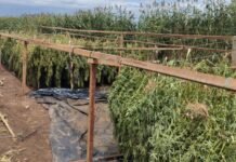 Polícia Federal de Salgueiro erradica 2 toneladas de “maconha gourmet” na divisa entre Alagoas e Bahia