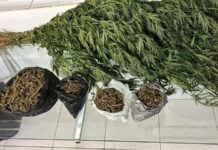 Polícia Militar erradica plantação de maconha e prende homem em Curaçá (BA)