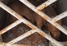 Homem é preso em flagrante por maltratar e matar cachorro da raça pitbull em Juazeiro (BA)