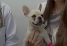 Cadela é internada após ingerir mais de 50 pedras de crack em Santa Catarina