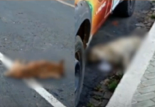 Ex-vereador suspeito de envenenar cães e gatos em Paulistana (PI) foi preso em Petrolina (PE)