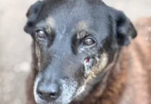 Indiciado no caso Cão Orelha morre após sofre infarto