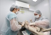 Castramóvel na rua: Prefeitura realiza mais de 130 castrações de animais em Petrolina