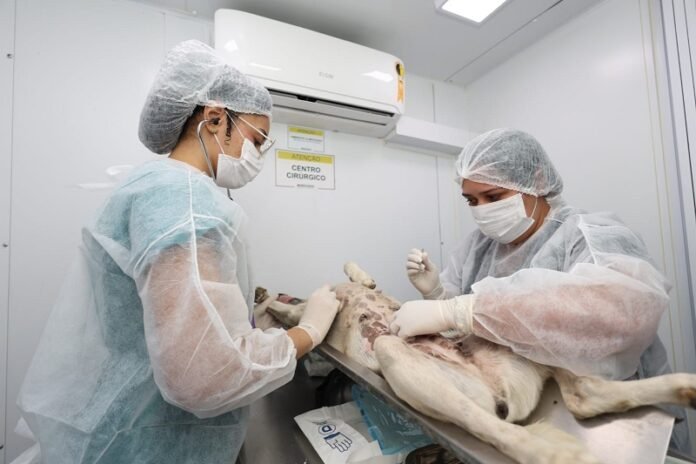 castramovel petrolina pmp