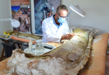 Dinossauro descoberto em pesquisa liderada por professor da Univasf está entre os três maiores já encontrados no Brasil