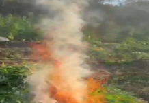 2ºBIEsp erradica roça com quase 15 mil pés de maconha em Dormentes (PE)