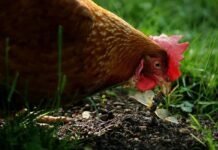 Surto de salmonela ligado a saladas contaminadas deixa 50 doentes na Europa