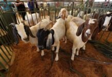 Vila do Empreendedorismo tem presença confirmada durante a ExpoRajada 2026