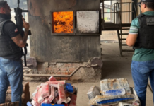 Polícia Civil incinera aproximadamente 1,8 tonelada de maconha durante a Operação Nexus em Juazeiro (BA)