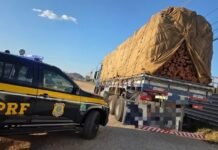 PRF apreende quase 300 m³ de madeira ilegal durante operação ambiental em Pernambuco