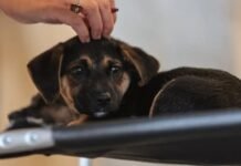 Lei define guarda compartilhada de pets; veja detalhes